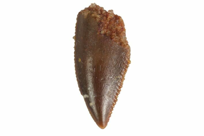 Serrated, Raptor Tooth - Real Dinosaur Tooth #144612